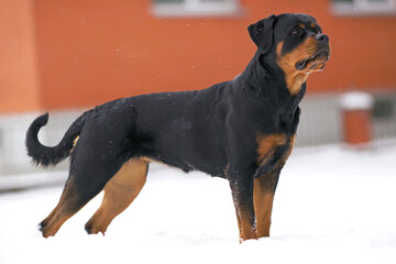Adorable black and tan Rottweiler dog posing outdoors standing on a snow in winter while snowing