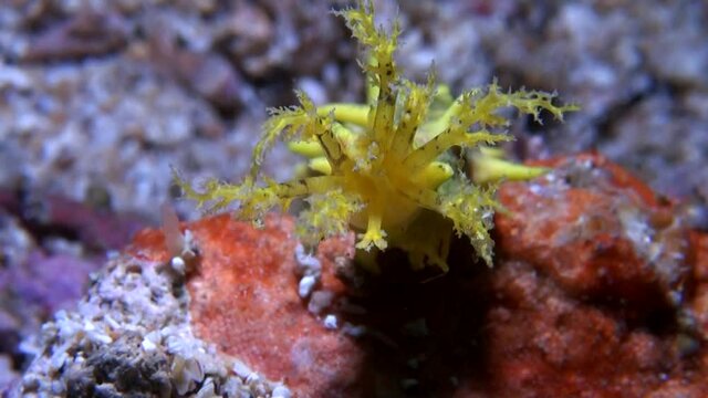 
Yellow Sea Cucumber (Colochirus robustus) Tentacle Close Up - Philippines