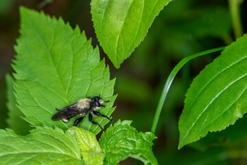 Robber Fly sitting on a green leaf.