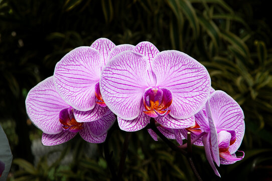 Pink Rare Orchid In The Garden.