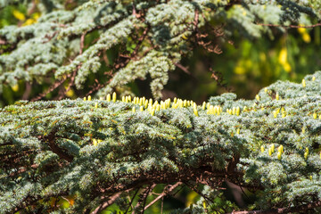 Branch of an Atlas cedar with needles and cones. Cedar Atlas Lat. Cedrus atlantica - large evergreen cedar tree with needle leaves. Branch with pollen cones.