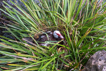White and black duck with red head, The Muscovy duck, sits in nest, The Muscovy duck, lat. Cairina moschata
