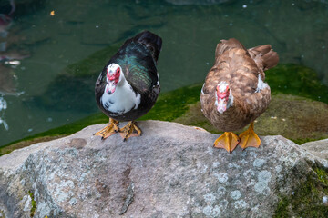 Two Muscovy ducks, brown, black and white colors with red heads, standing on the shore of the pond.
