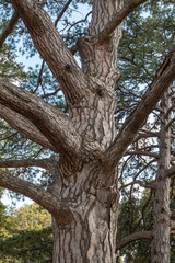 Fototapeta na wymiar Intricately curved, tangled pine trunks and branches illuminated by the sun