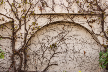 Ivy-covered wall. The covered porch of one of the buildings in Poland.