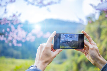 A tourist's hand taking a picture of cherry blossoms with a mobile phone