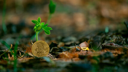 Golden bitcoin coin under a small tree, the symbol of digital currency