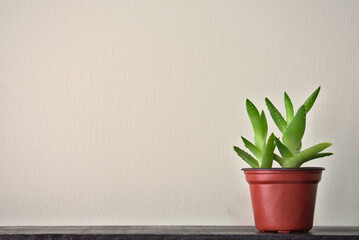Two small sprouts of aloe vera on wooden ledge