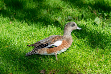 American Wigeon on the ground in Canada