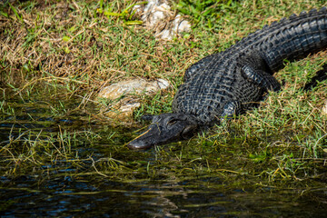 American Alligator basking in the sun in the Florida Everglades