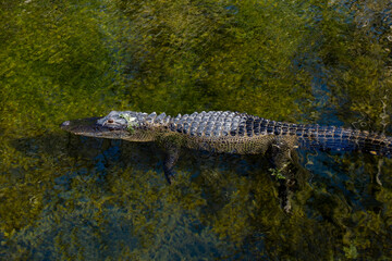 American Alligator swimming in a very clear lake in the Florida Everglades