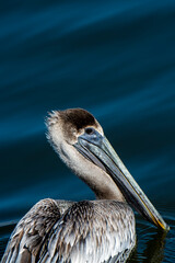 Close up of a juvenile Brown Pelican with copy space