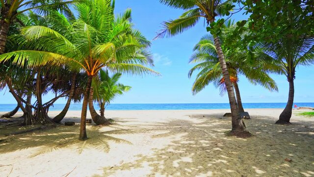 Amazing coconut palm trees frame on clear wild white sand beach on paradise Phuket island Karon beach Thailand, Beautiful video for Summer background and travel website 