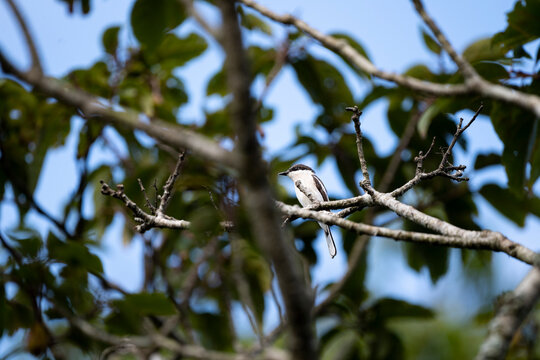 Bar - Winged Flycatcher - Shrike