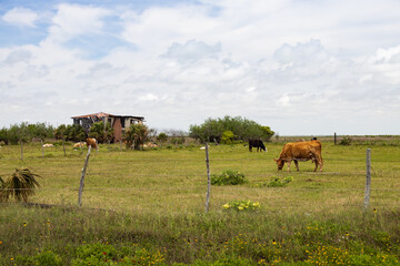 Cows grazing in a field with blue sky background