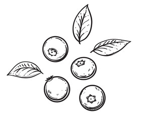 Hand drawn sketch black and white blueberry branch, fruit, leaf. Vector illustration. Elements in graphic style label, card, sticker, menu, package. Engraved style.