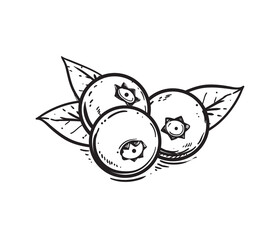 Hand drawn sketch black and white blueberry branch, fruit, leaf. Vector illustration. Elements in graphic style label, card, sticker, menu, package. Engraved style.
