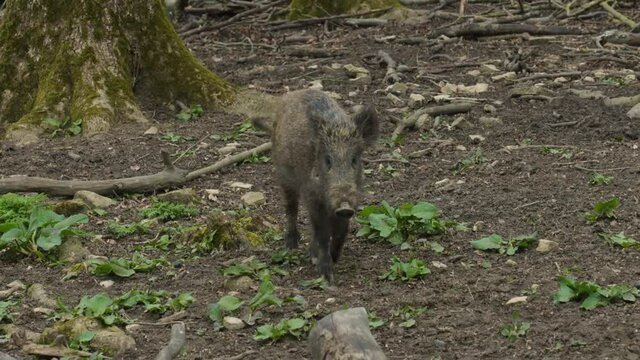 Young Wild Boar Searching for Food