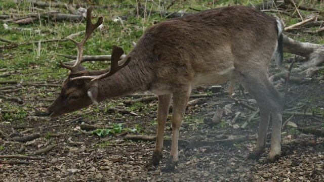 Two Deers in a Forest