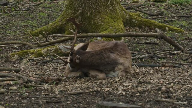 Deer cleaning itself inside a Forrest