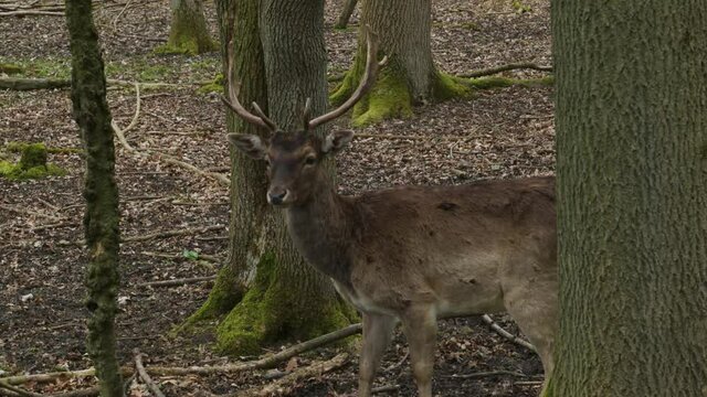 Deer standing in the Forrest looking around