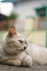 A story about a cat life that is very boring