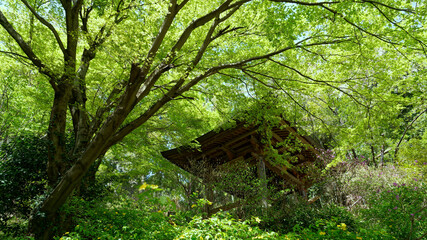 ときがわ町慈光寺の新緑と鐘楼