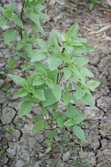 Ocimum basilicum plant in nature garden