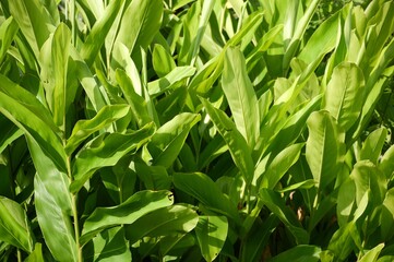 fresh green alpinia galanga plants in nature garden