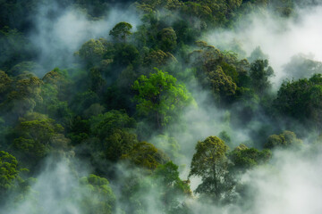 The rainforest with a lot of fog on Thailand background