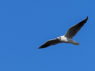 青空バックに悠然と飛ぶユリカモメ（夏羽換羽中）