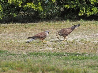 芝生で餌渡しをする繁殖期のチョウゲンボウカップル