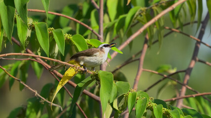 Yellow Vented Bulbul Eating Fruit seeds