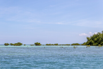 mangroves