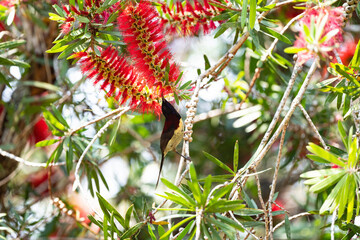 Black - throated Sunbird