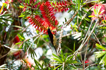 Black - throated Sunbird