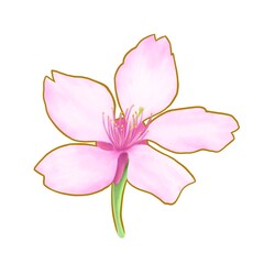 Pink sakura floral, a digital painting of Japanese cherry blossom flower raster 3D illustration isolated on white background.