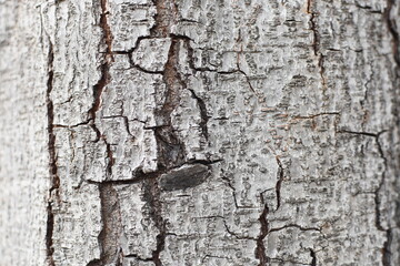 The surface of the tree bark.