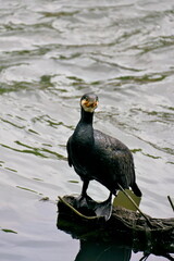 陸に上がったカワウ