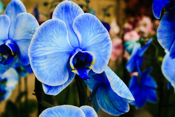 Venezuela : Orquideas venezolanas en vivero / venezuelan orchids at vivarium.  April 14, 2021....