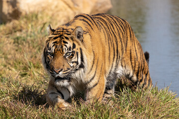 Fototapeta na wymiar Sumatran Tiger in Sydney Australia Zoo