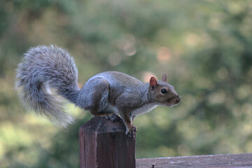Eastern gray squirrel perched atop wooden deck post getting ready to leap