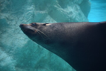 Fototapeta premium Furseal