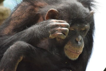Chimpanzee2