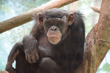 Chimpanzee3