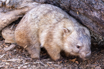 Close up of Common Wombat