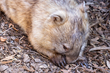 Close up of young Common Wombat resting
