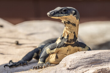 Bell's Phase of Australian Lace Monitor