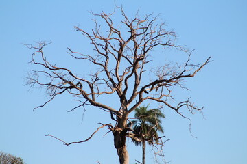 Ávore seca
