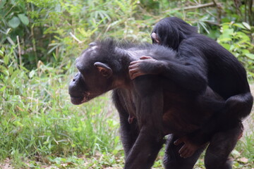 Chimpanzee 親子
